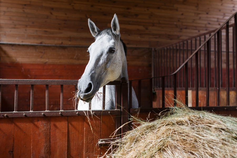 Feeding horses on stall rest