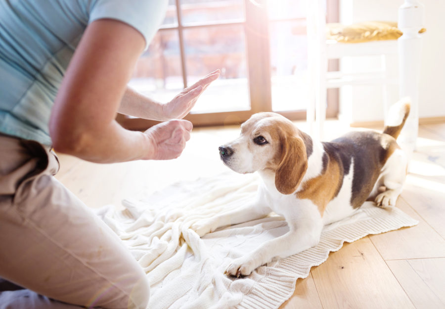 7 fun things to do with your dog when you’re stuck indoors