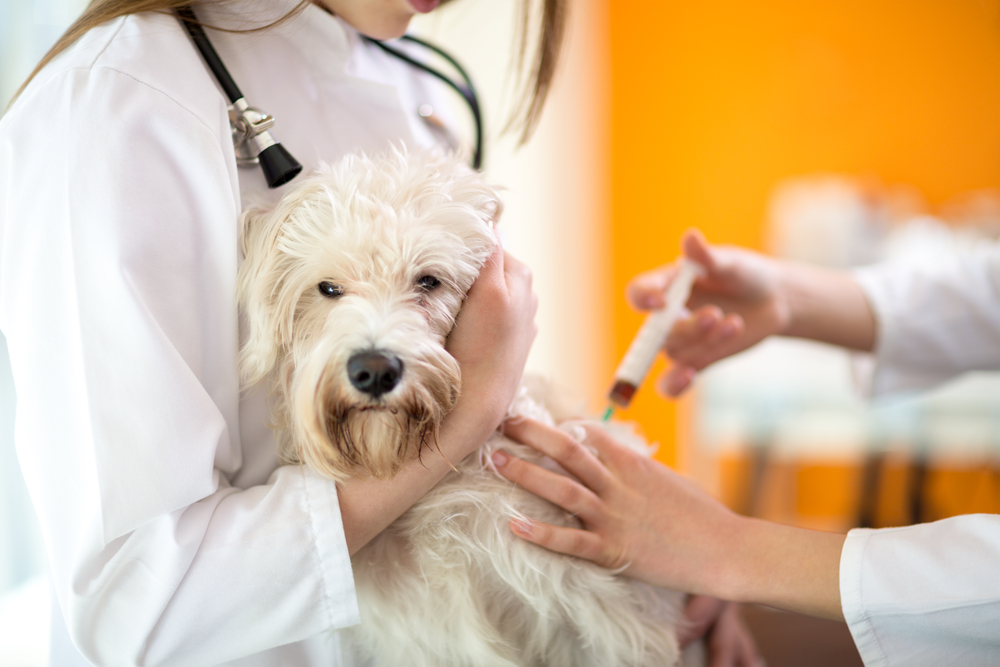 Leptospirosis – should you vaccinate your dog?