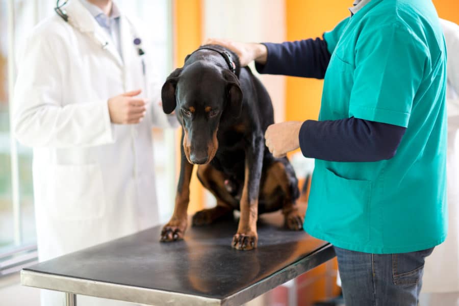 Integrated approaches to canine cancer: Mitigation of treatment side effects