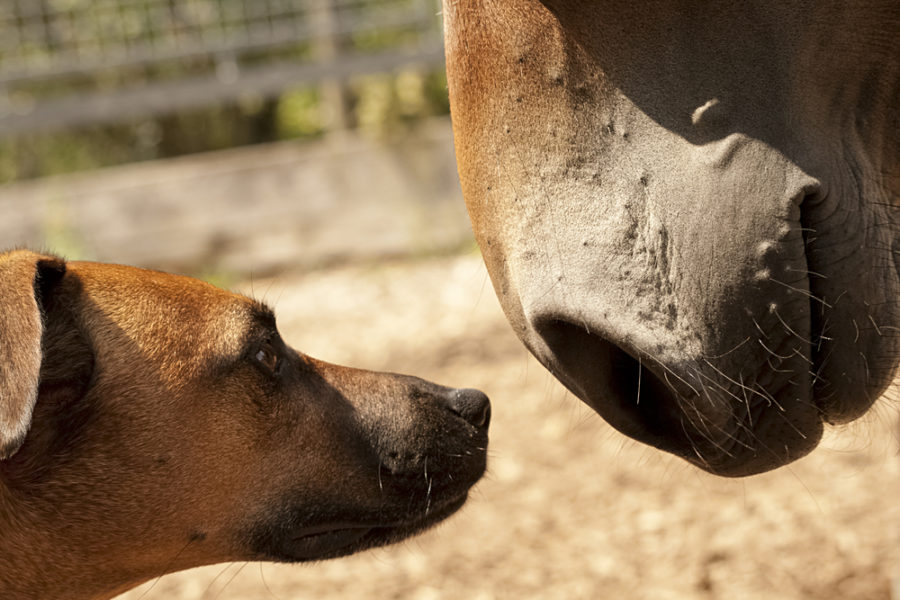 4 tips for introducing dogs to horses