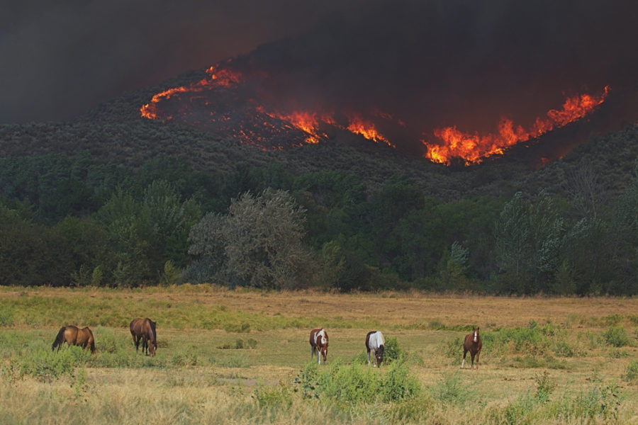 Making disaster plans for your horses is more important than ever