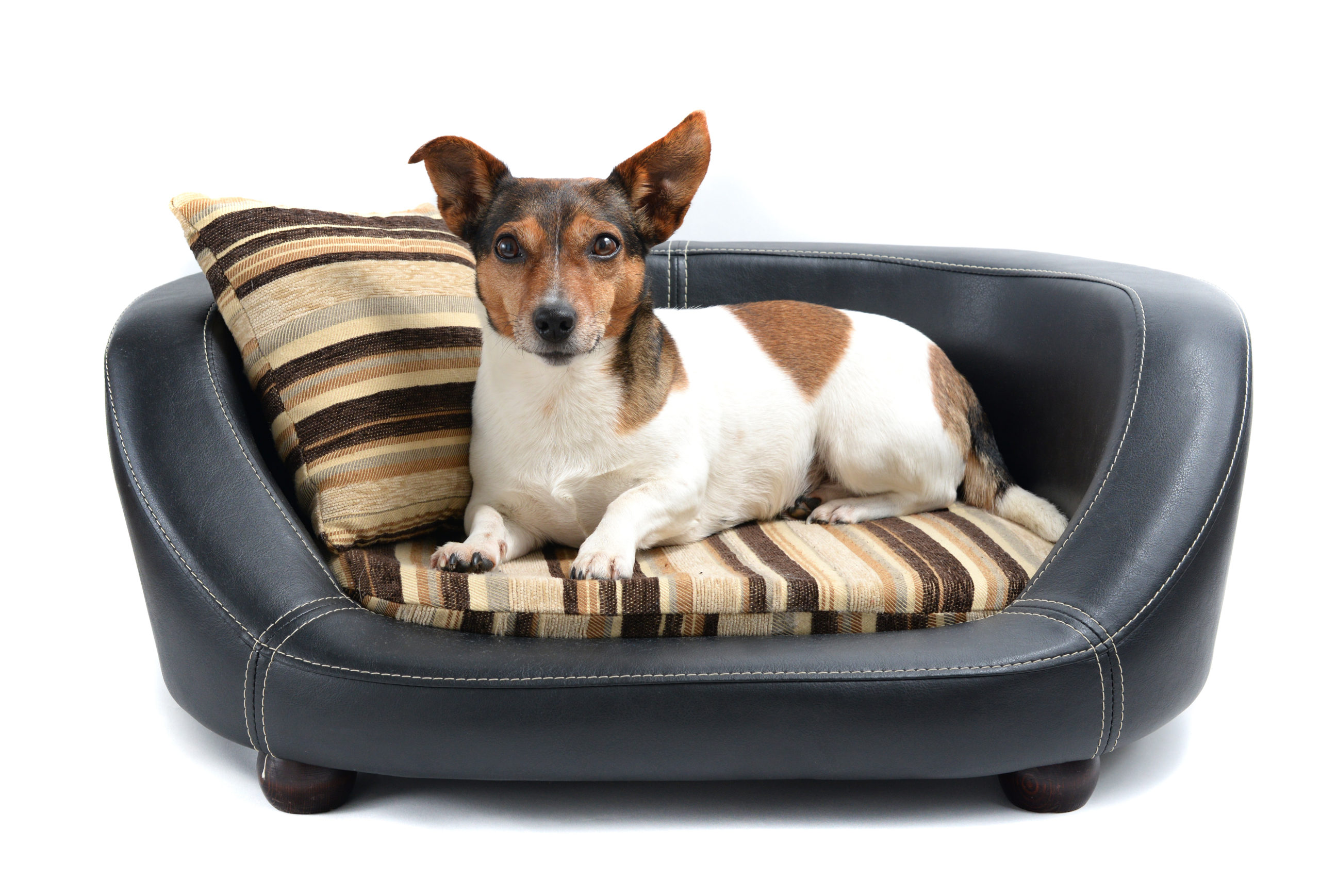 furniture style dog beds