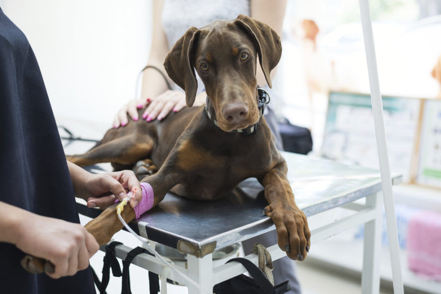 5 myths about dog surgery