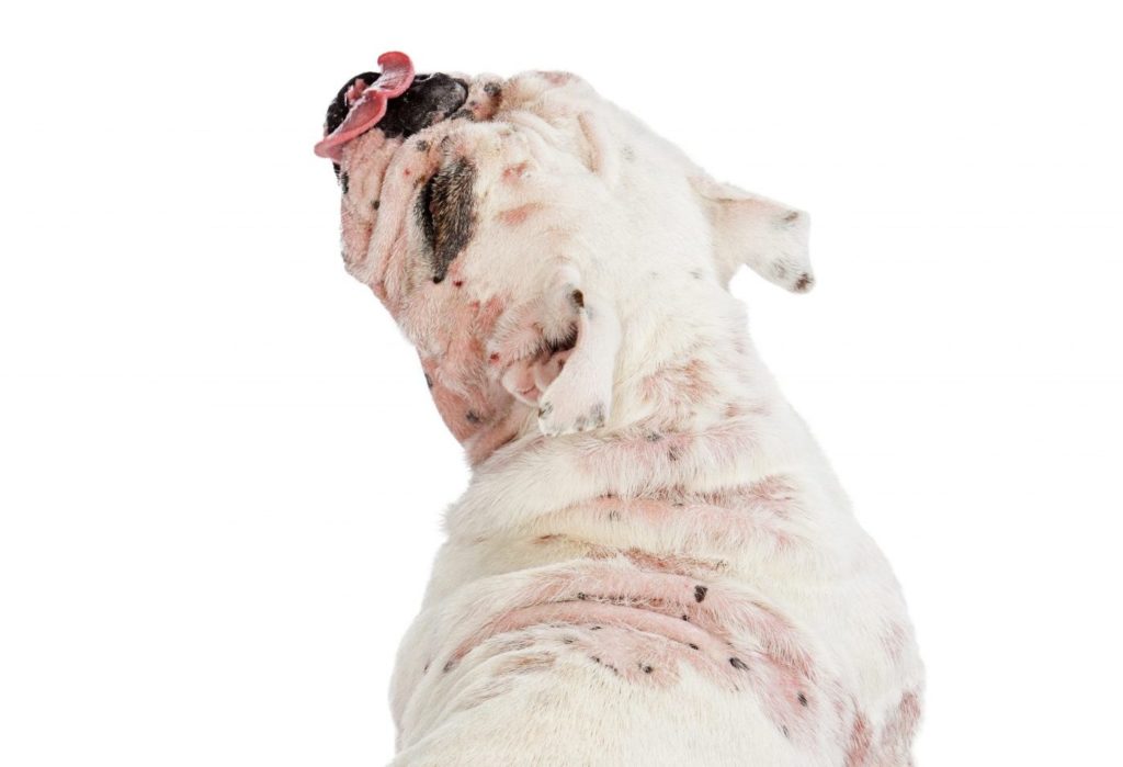 An integrative approach to mange