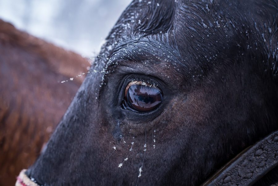 Working with timid horses