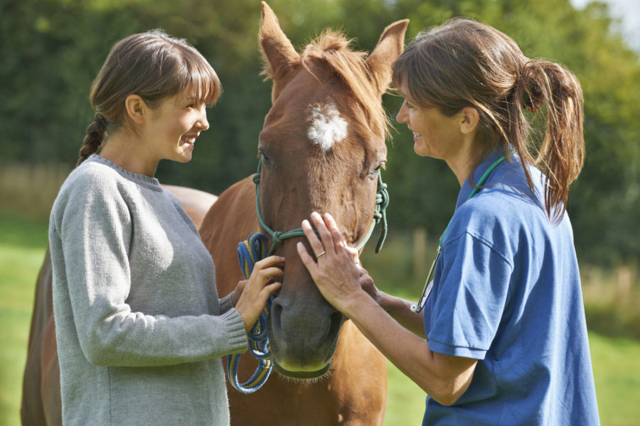 Recognizing and managing equine emotional states for a more harmonious vet appointment