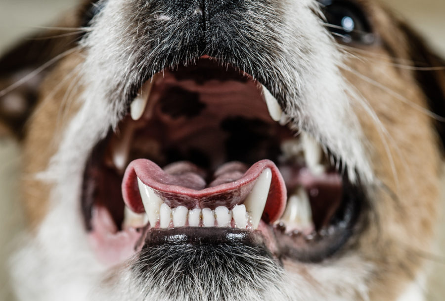 Feeding your dog or cat for optimal dental health