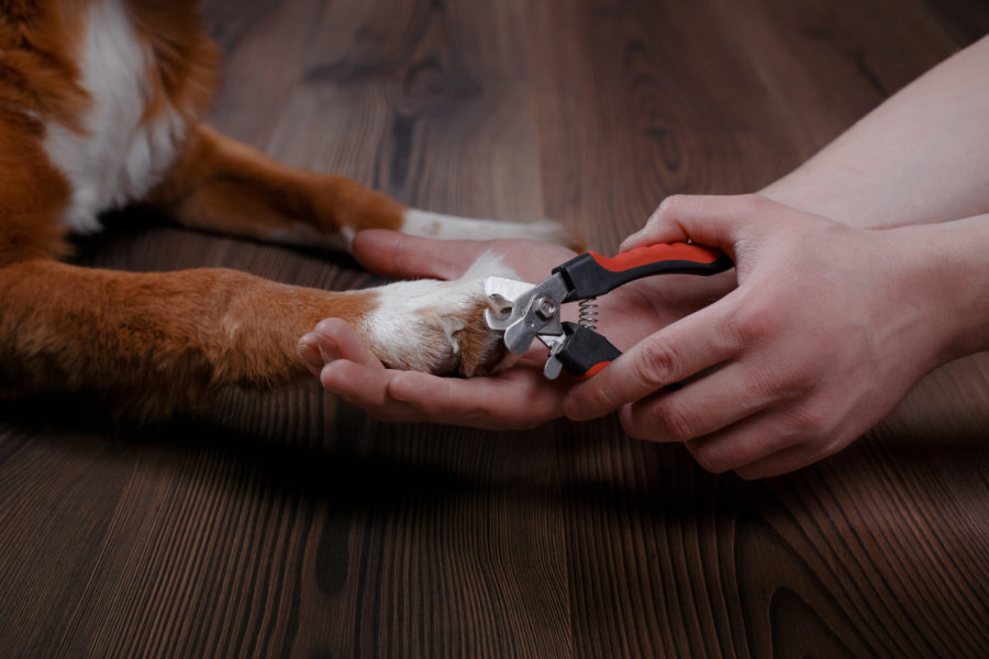 Nail care for dogs and cats