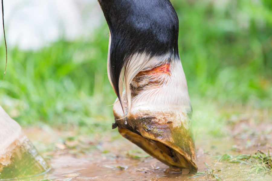 Treating your horse's wounds — holistically