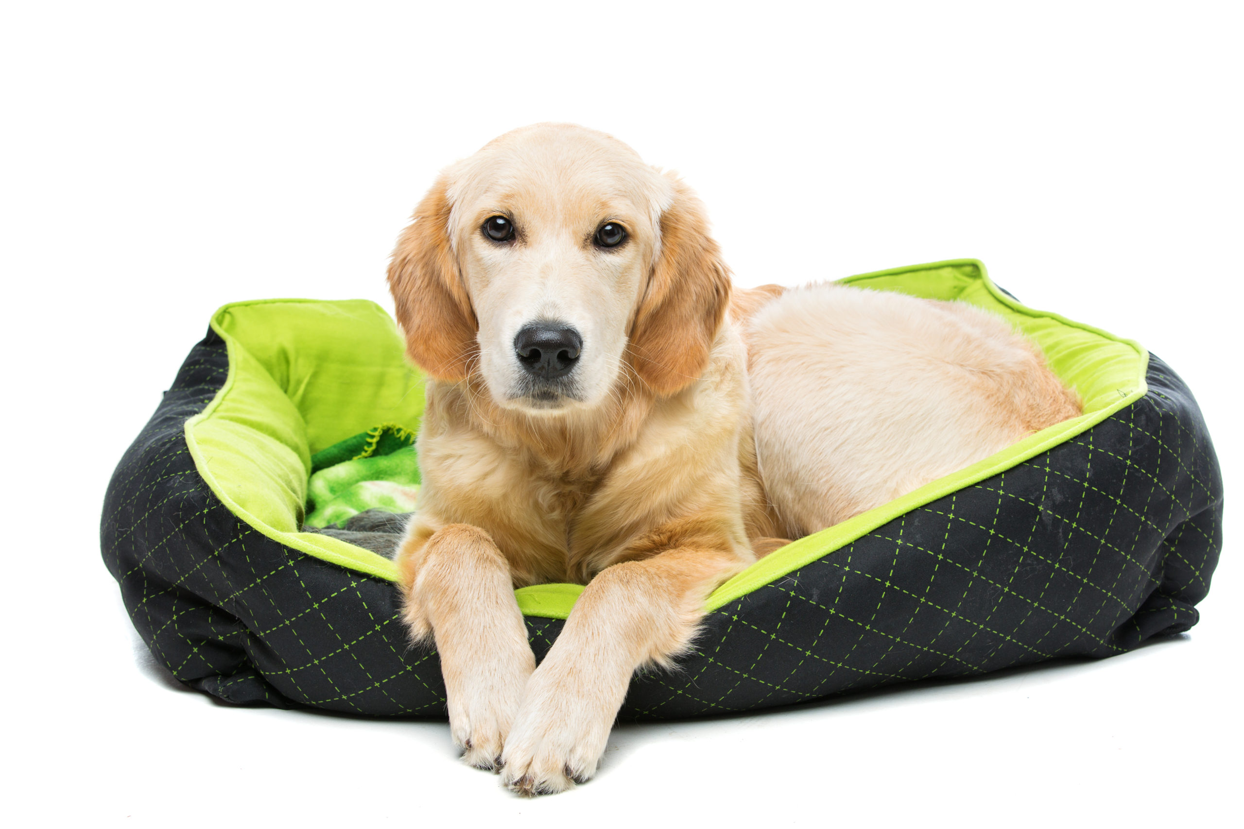 bolster beds