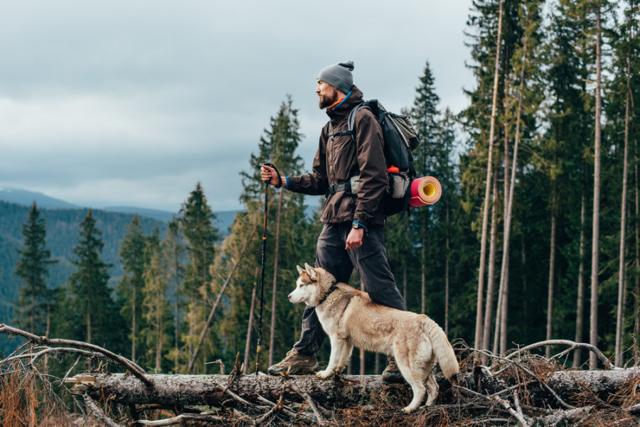 Energy bars for active dogs