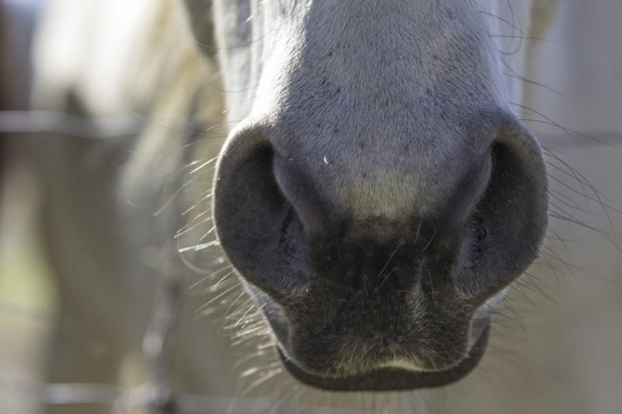 How Haygain is helping horses breathe easier