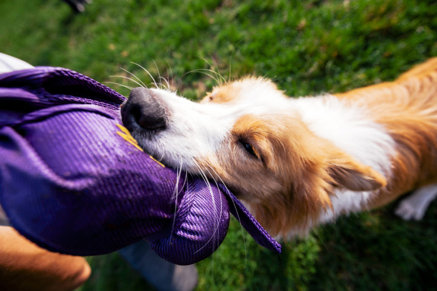 Interactive toys for dogs