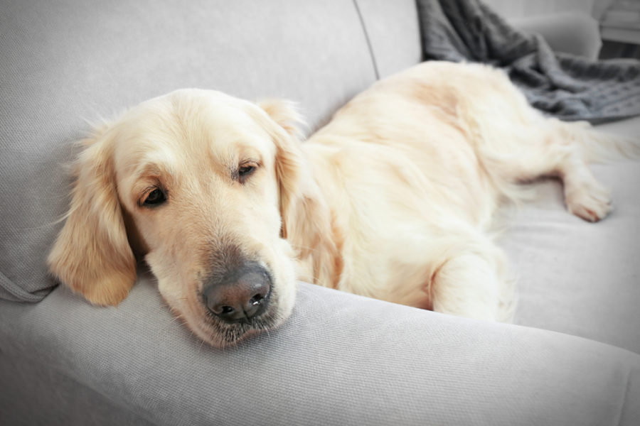 Top tips to keep your dog off the furniture