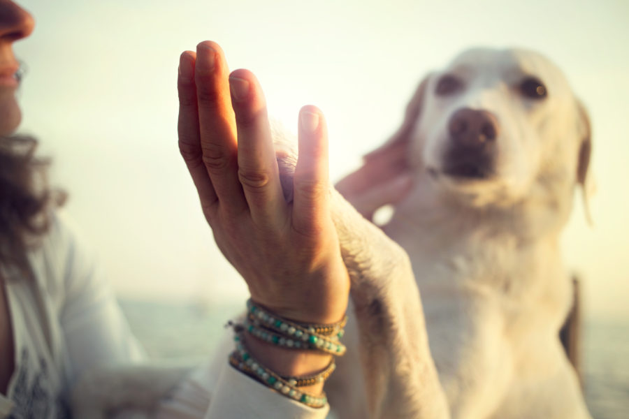 Animal companionship eases social isolation