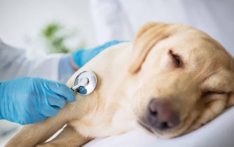 The role of diet and supplementation in animal cancer care