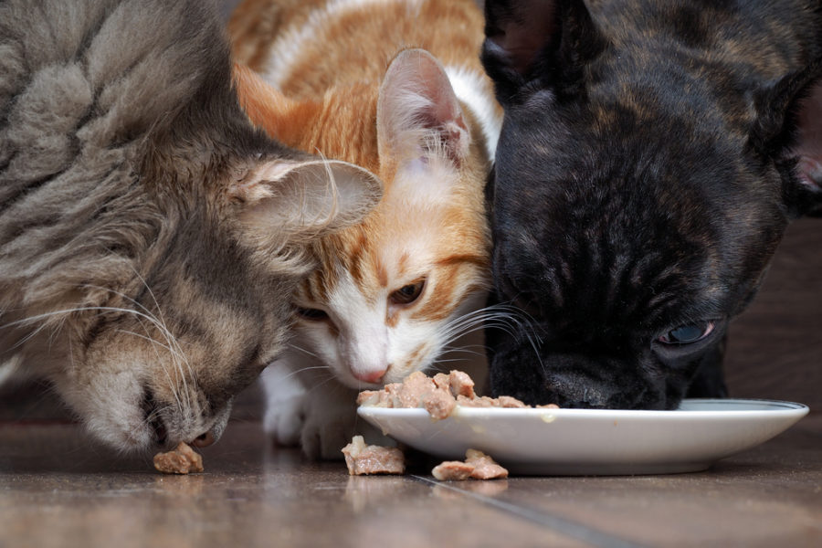 Healing your food-allergic pet with nutrition