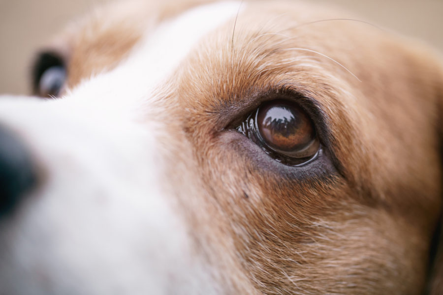 The immune system and your animal’s eyes -- balance is key