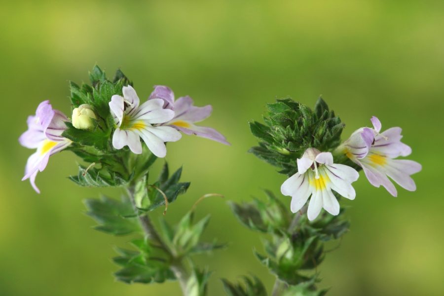 Eyebright (Euphrasia officinalis)