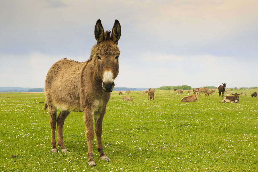 Donkeys may provide a natural tick repellent