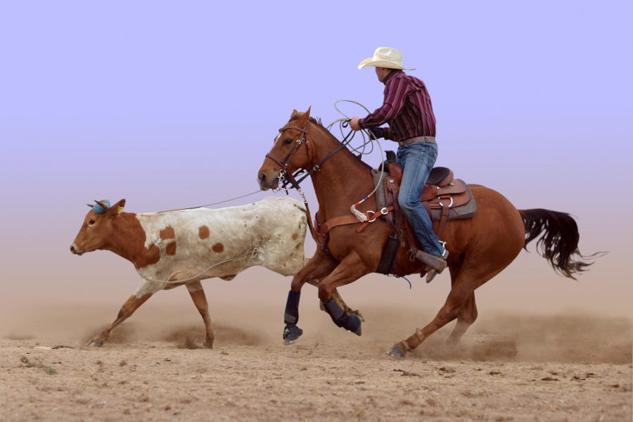 How to prepare your horse for roping