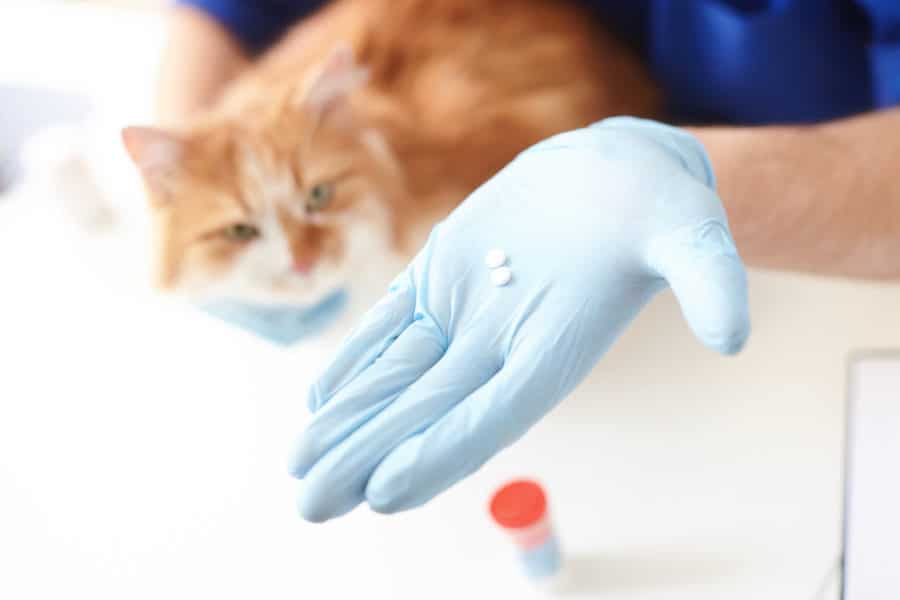 Do cats with chronic kidney disease need gastric acid suppression?