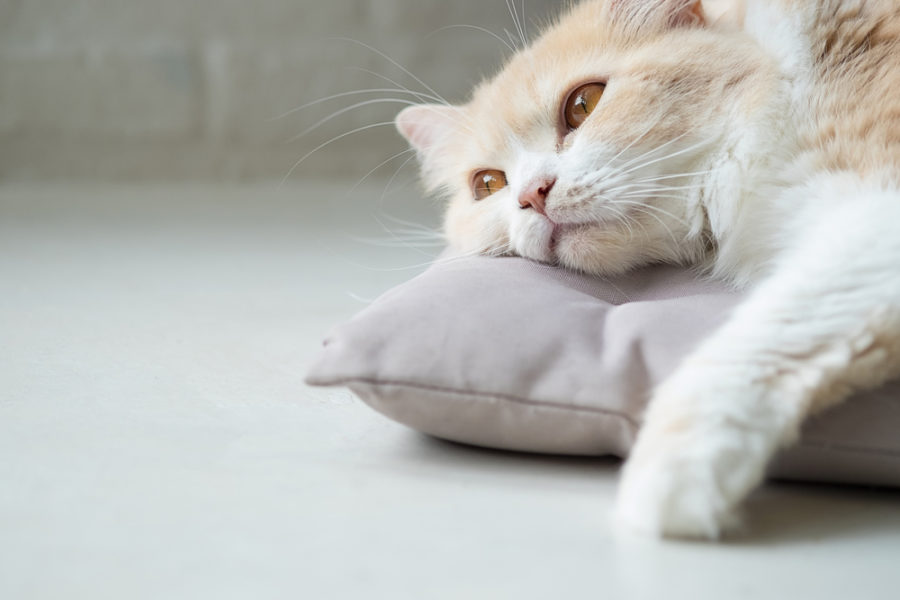 Is your cat depressed?