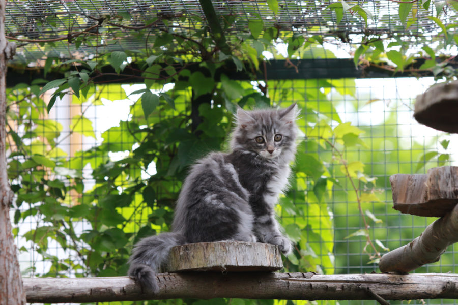 Choosing the right cat enclosure