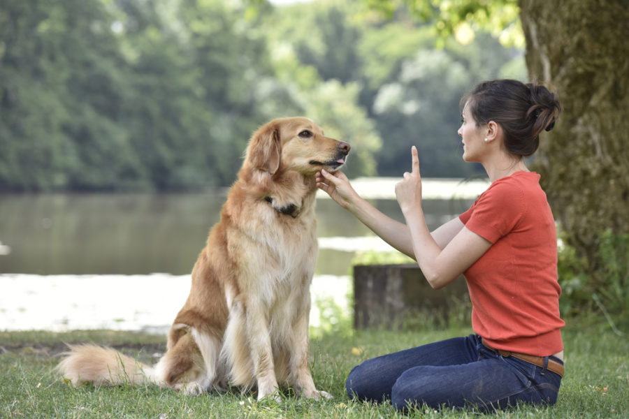 Behavior proofing --  a vital step when training your dog