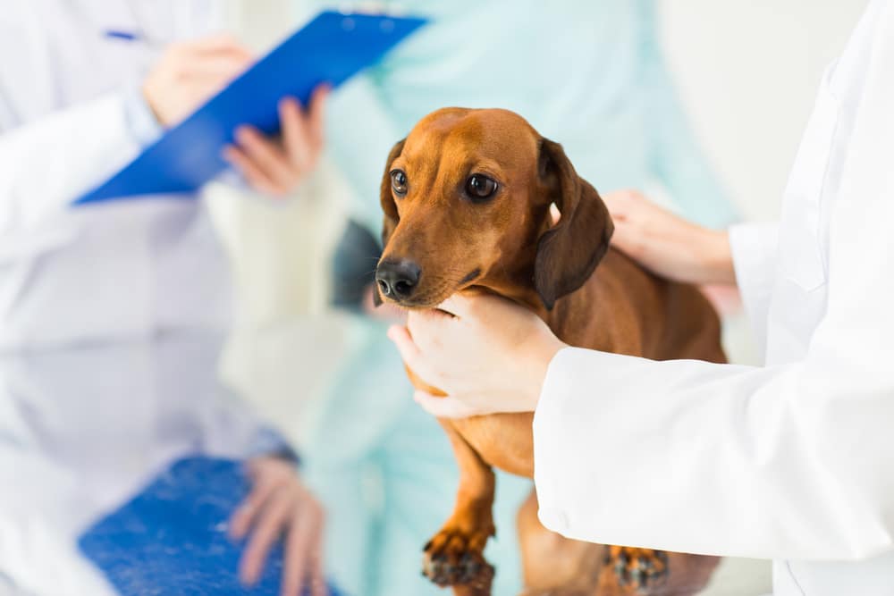 Clinical trial announcement: Investigation of a Traditional Chinese Medicine herbal therapy protocol for treatment of dogs with stage II splenic hemangiosarcoma after splenectomy