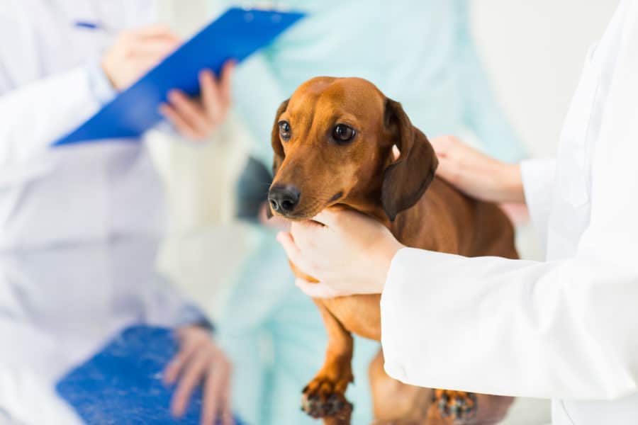 Canine influenza