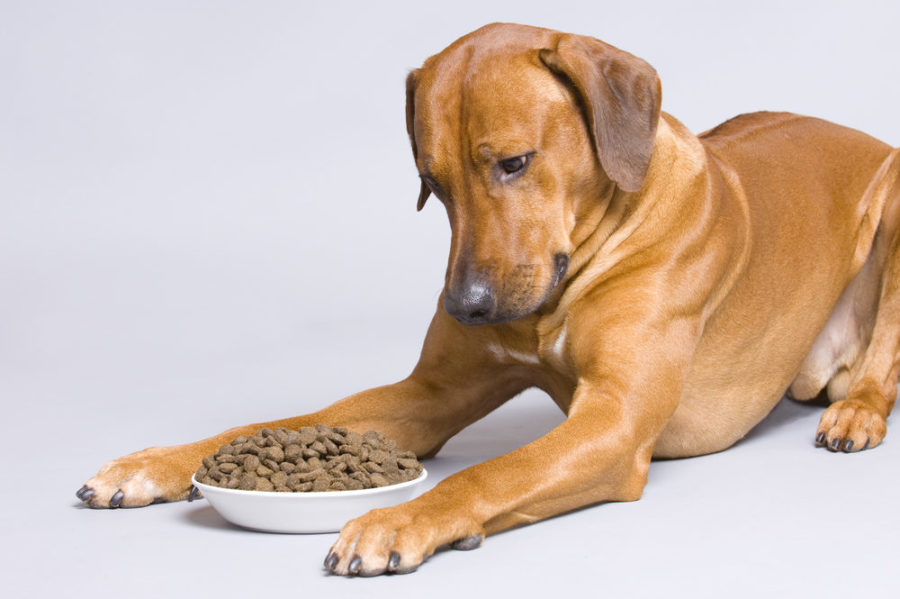 Why is your pet a picky eater?