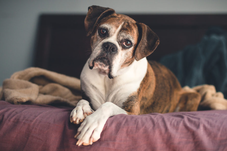 Top tips for training senior dogs