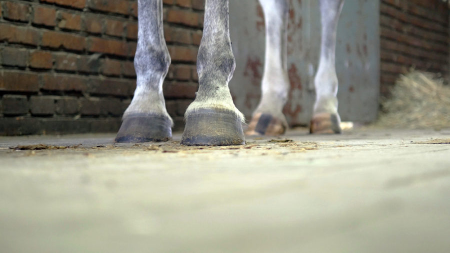 Does your horse really have navicular?