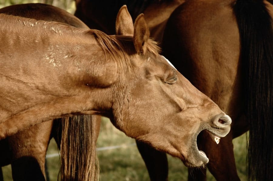 TCVM for RAO in horses