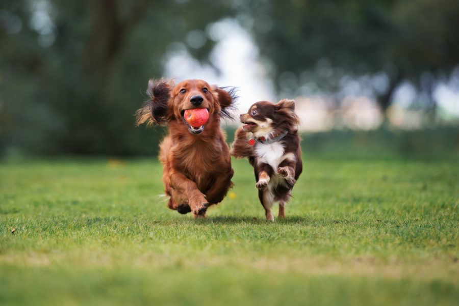 Does your dog get to play with other dogs?