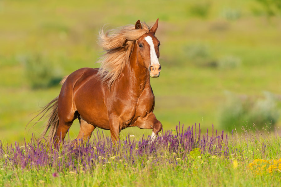 A species-appropriate approach to equine gut disease