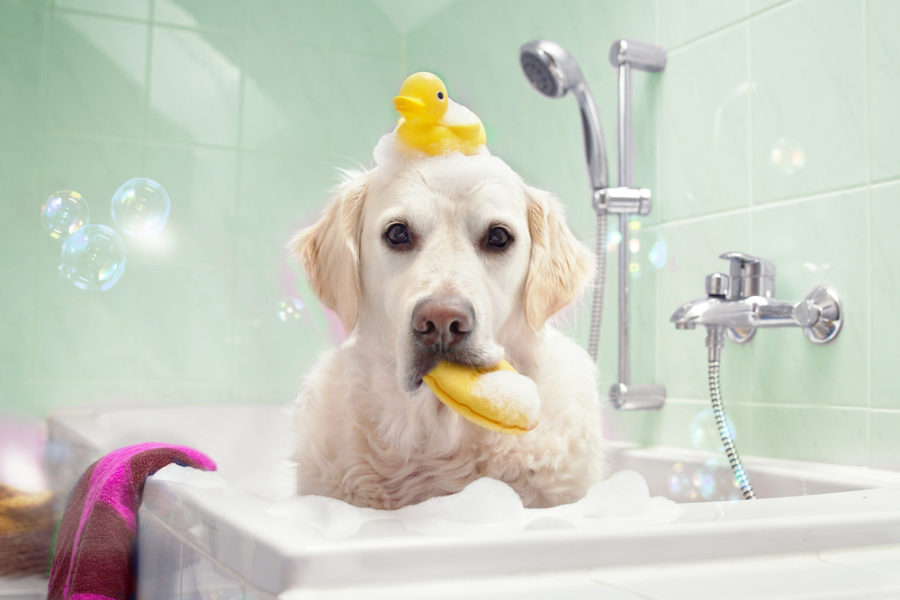 The ultimate dog grooming guide