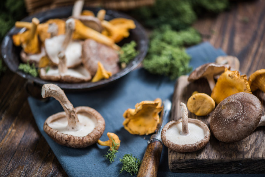 Mushrooms for your dog's immunity