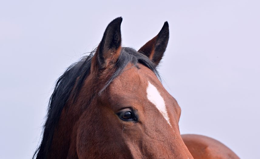 Correcting equine facial asymmetry using cranial bone releases