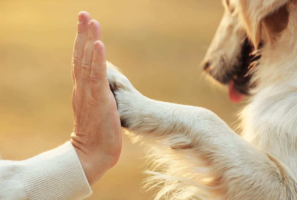 Animal companions are a lifeline for seniors