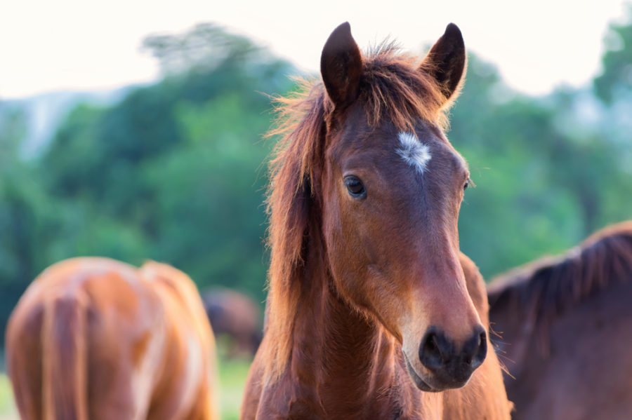 Can horses get concussions?