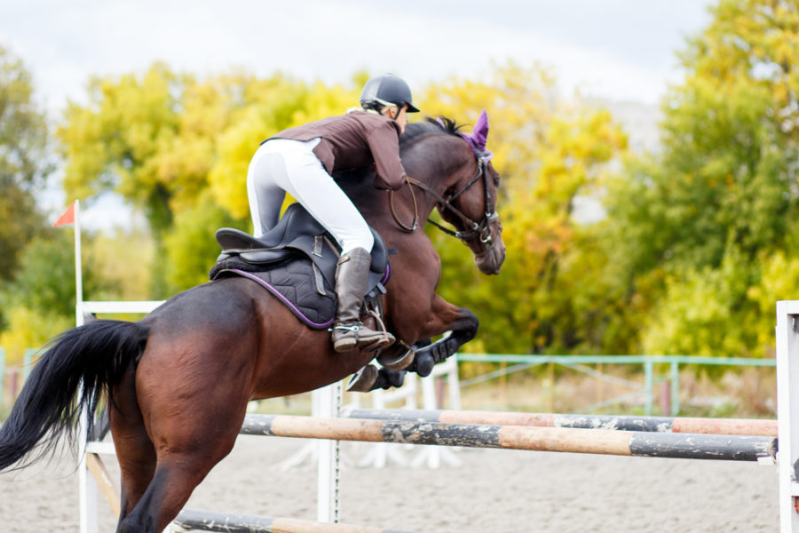 Joint health for performance horses