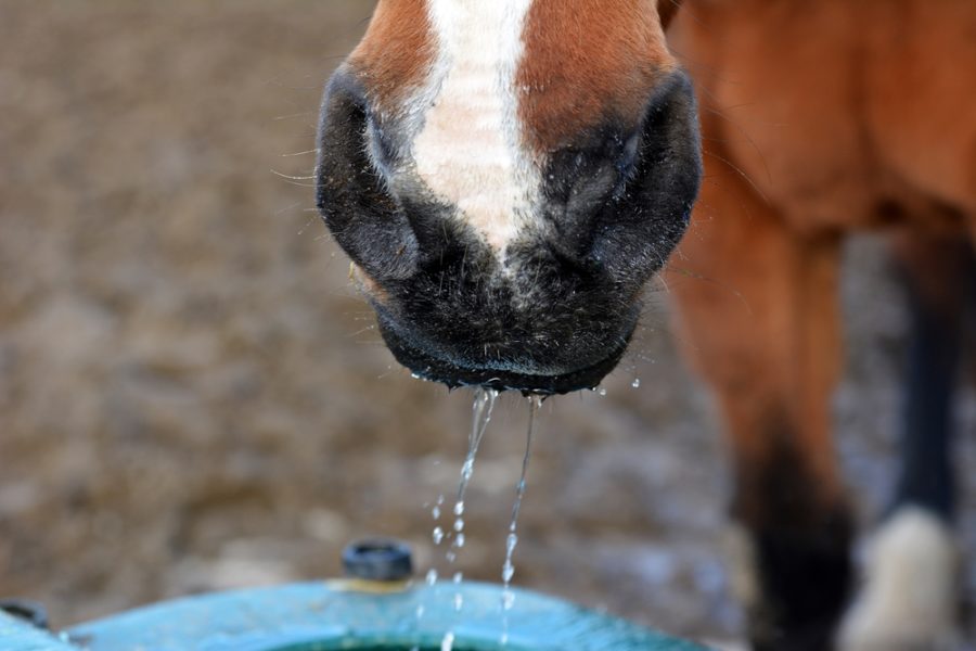 How to keep your horses hydrated