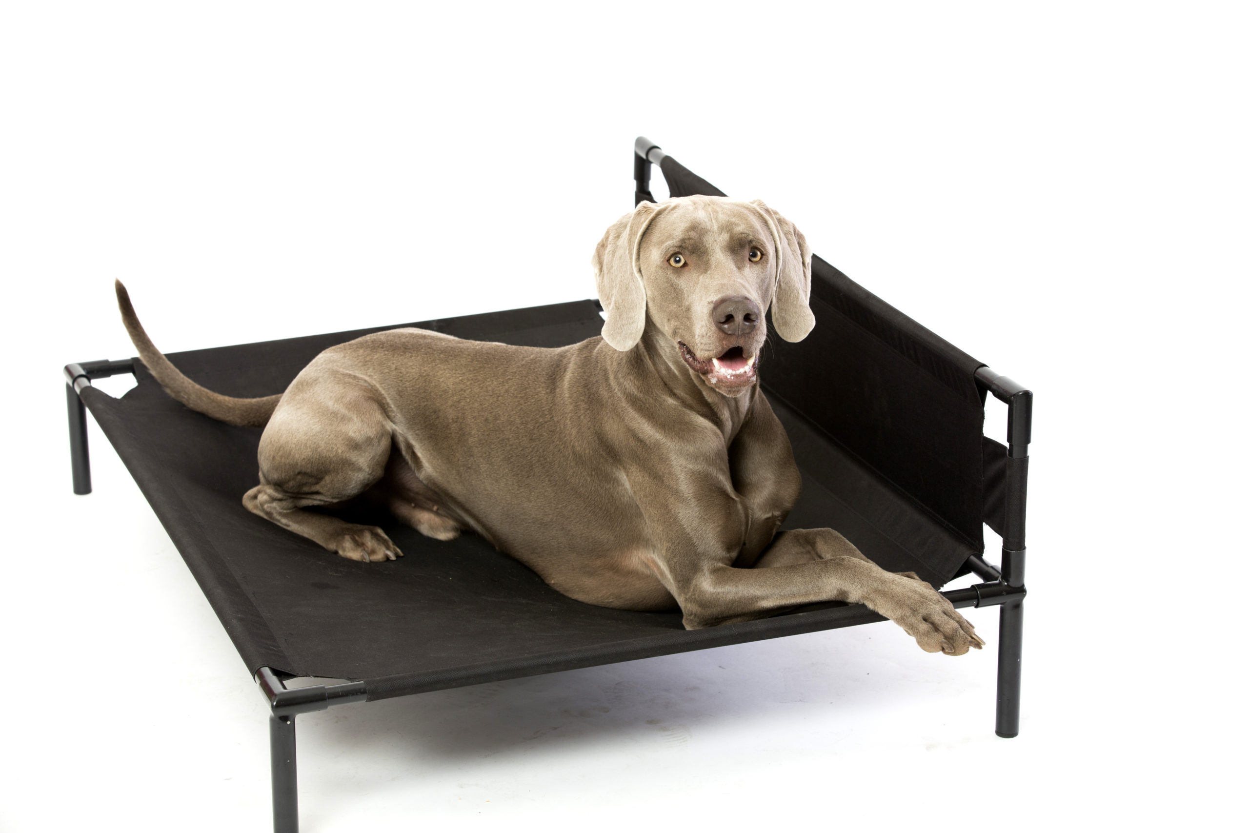 elevated dog beds