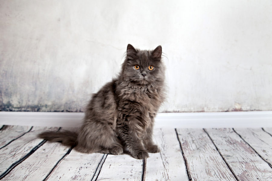 6 ways to keep your senior cat healthy and happy