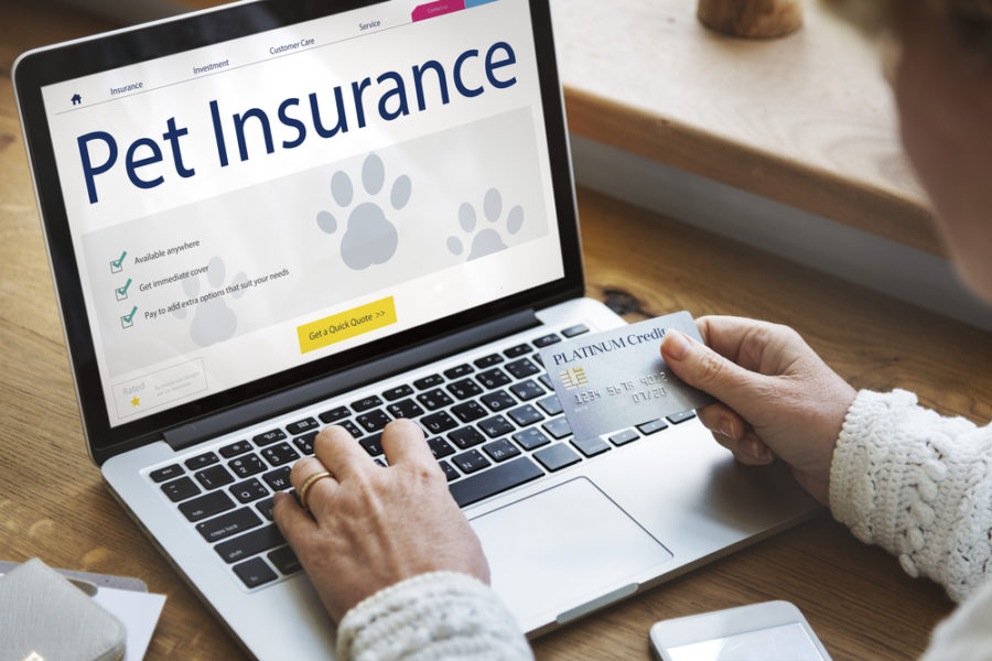 How pet insurance is improving the lives of dogs and cats