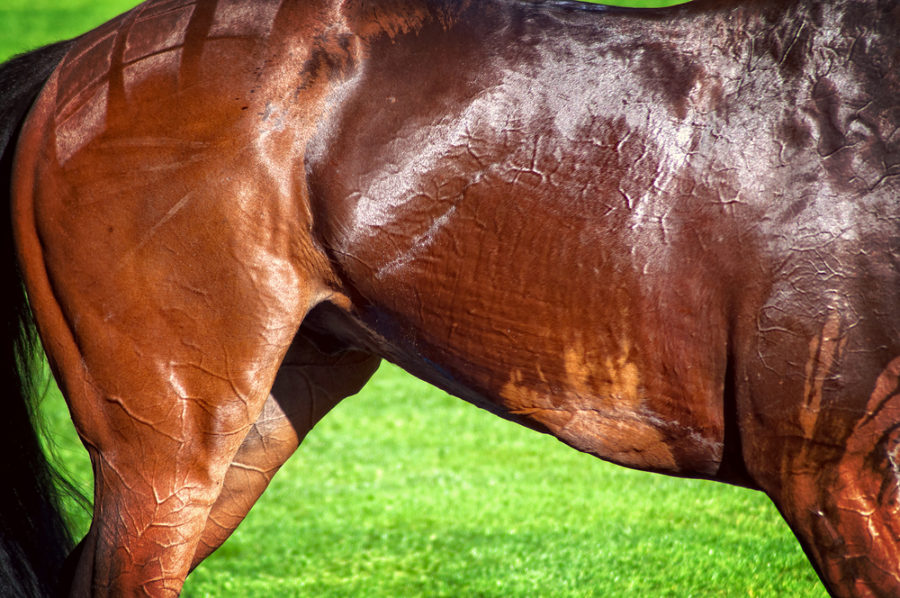 Preparing your horse's muscle strength for show season