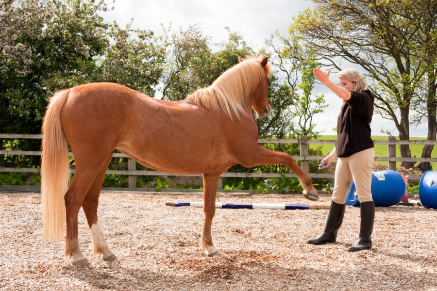 Clicker training solutions to common horse-handling problems